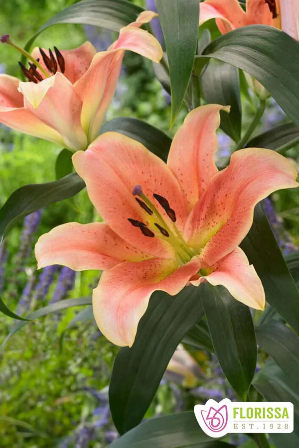 Lily Bulbs – The Seed Company by E.W. Gaze