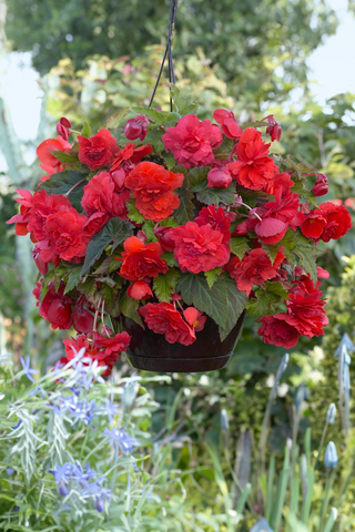 Super Novelty Begonia - Red Glory