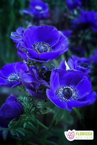 Anemone - Blue Poppy