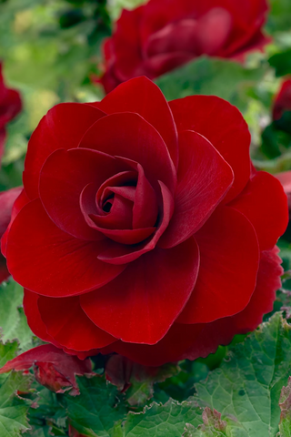 Begonia Double Camelia - Red
