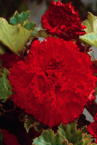 Begonia Fimbriata - Red