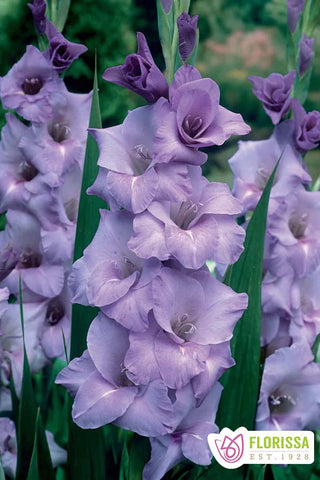 Gladiolus - Blue Tropic
