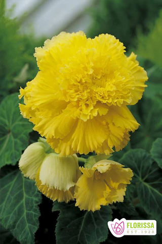 Begonia Fimbriata - Yellow