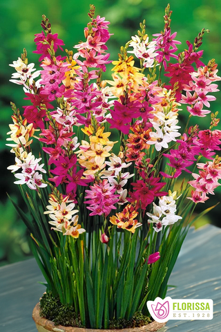 African Corn Lily - Ixia Hybrids Mix