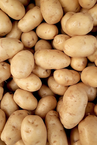 Seed Potatoes | Kennebec (White) | 2kg Bag