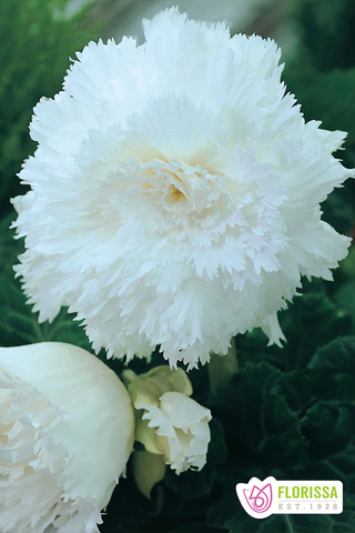 Begonia Fimbriata - White