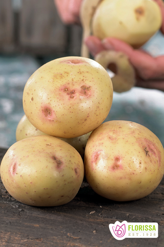 Seed Potatoes | Gourmet Alaska Bloom | 500g