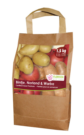 Seed Potatoes | Combo sack 2 | Bintje, Norland & Warba | 1.5kg