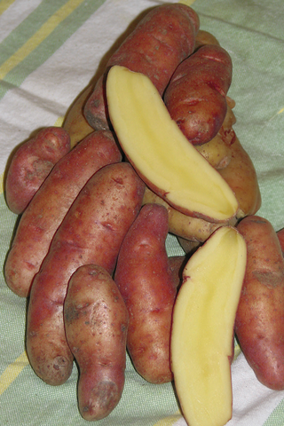 Seed Potatoes | Gourmet French Fingerlings | 500g
