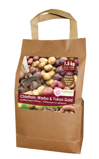 Seed Potatoes | Combo Sack 3 | Chieftain, Warba & Yukon Gold | 1.5KG