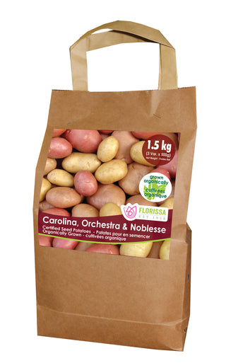 Seed Potatoes | Combo Organic  | Carolina, Orchestra, Noblesse | 1.5kg