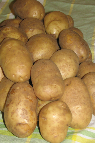 Seed Potatoes | Russet Burbank | 2kg Bag