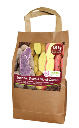 Seed Potatoes | Fingerling Combo | Banana, Eileen & Violet Queen | 1.5kg