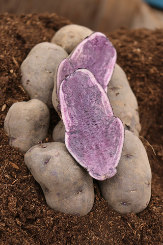 Seed Potatoes | Gourmet Russian Blue | 500g