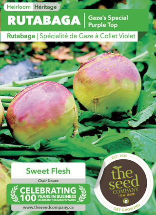 Rutabaga | Gaze's Special Purple Top
