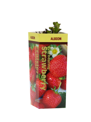 Strawberry | Albion Everbearing | Bare Root | 10pk