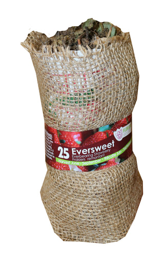 Strawberry | Eversweet Everbearing 25pk
