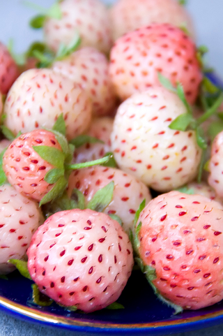 Strawberry | Albino | Bare Root  | 5 pk
