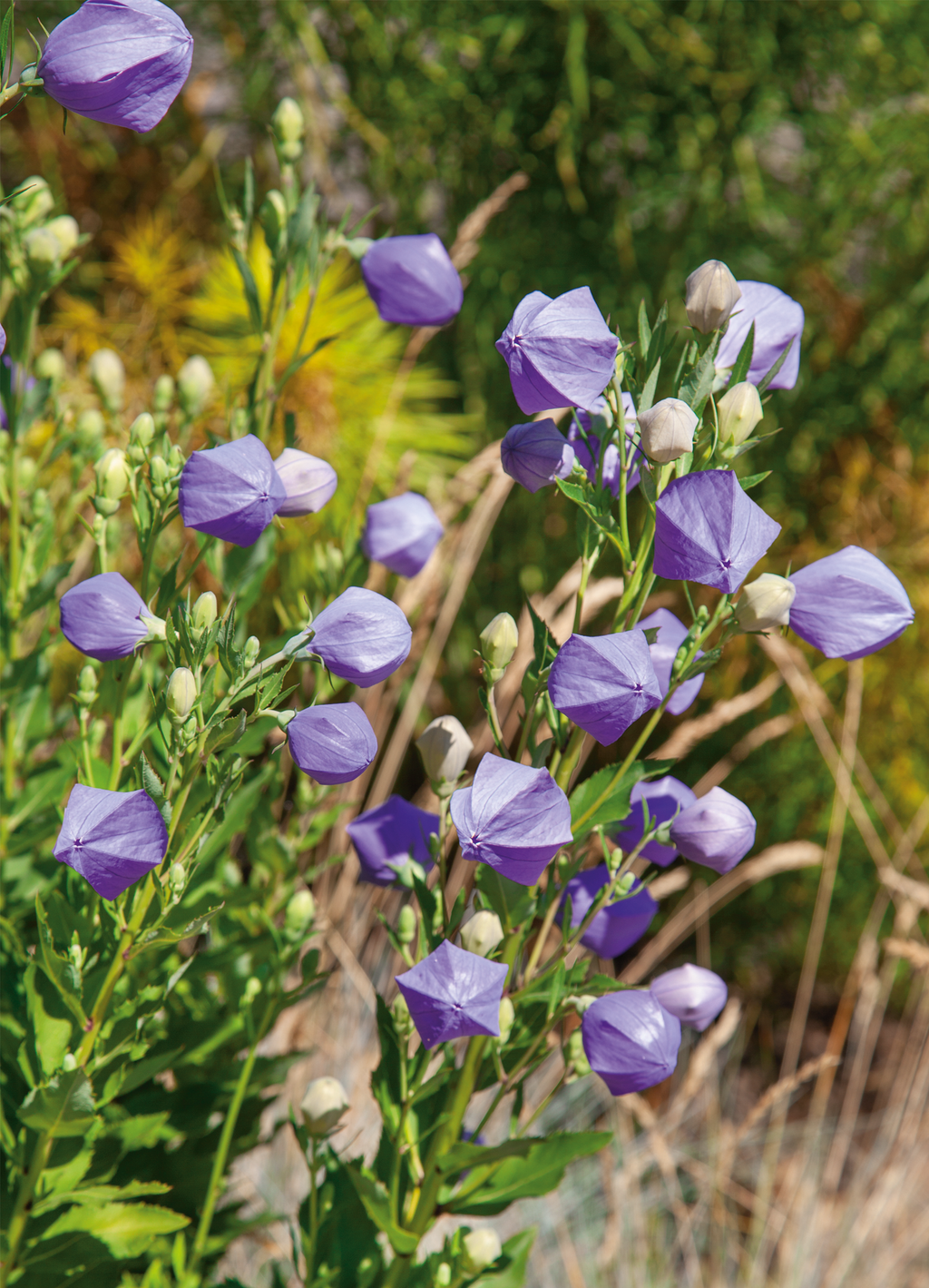 Balloon Flower | Sentimental Blue – The Seed Company by E.W. Gaze