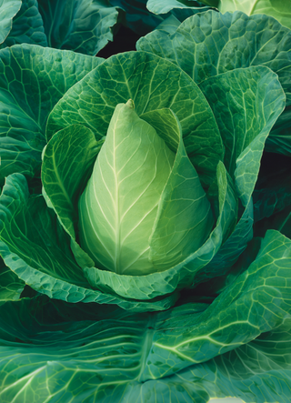 Cabbage | Early Jersey Wakefield (Early)