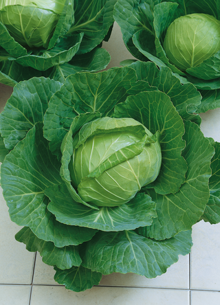 Cabbage | Late Flat Dutch (Late)