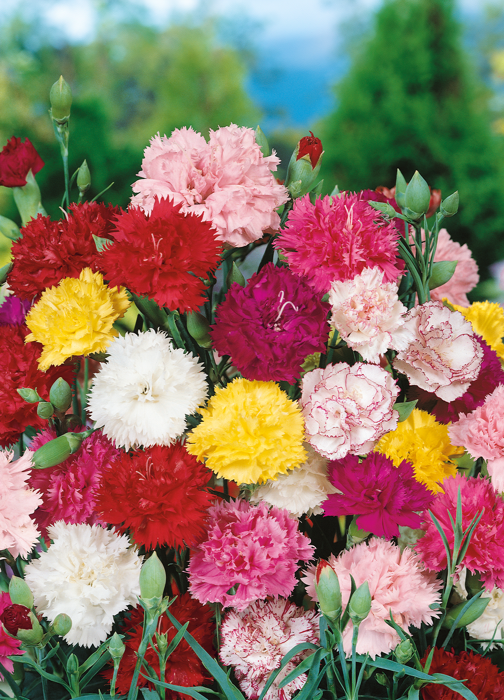 SMITH Preview Carnation ちー cropCARN0308Carnation_ChabaudM