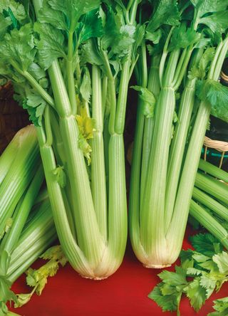 Celery | Utah Tall