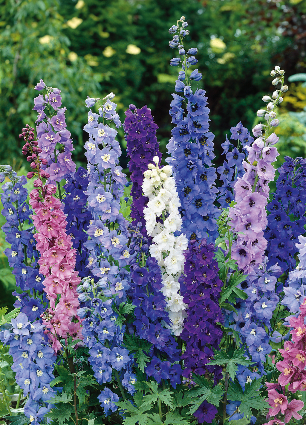 邦楽 Ruiza / delphinium cropDELP1601Delphinium_Pacific