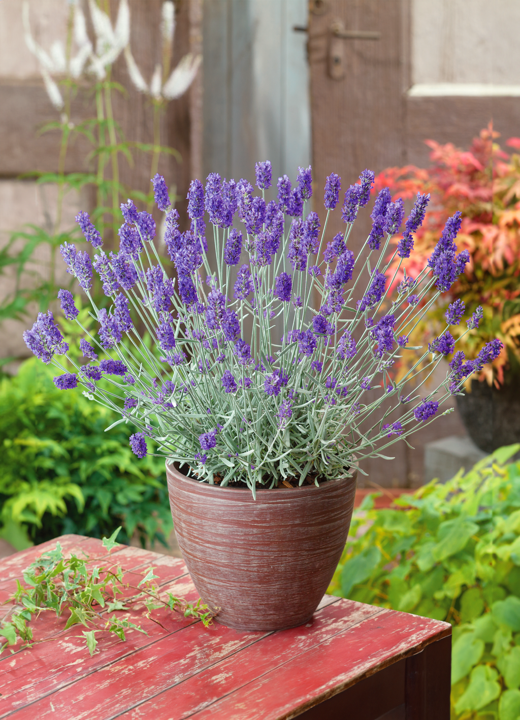 lavender plant in ghana Lavender