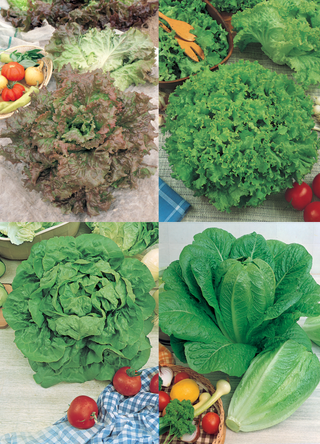 Lettuce | Gourmet Mix: Grand Rapids, Prize Head, Romaine, and Buttercrunch