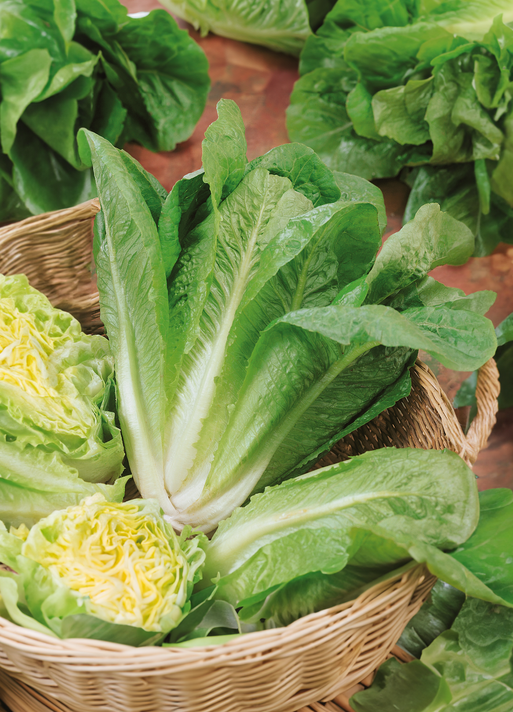 Lettuce | Romaine Parris Island – The Seed Company by E.W. Gaze