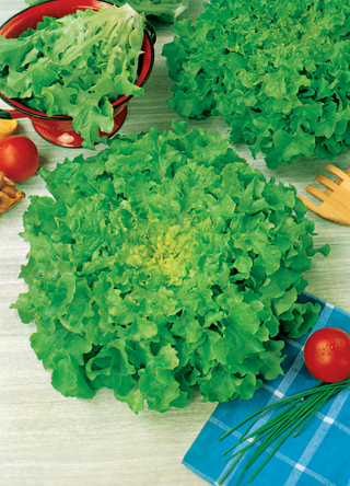 Lettuce | Salad Bowl