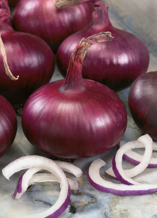 Onion | Red Burgundy