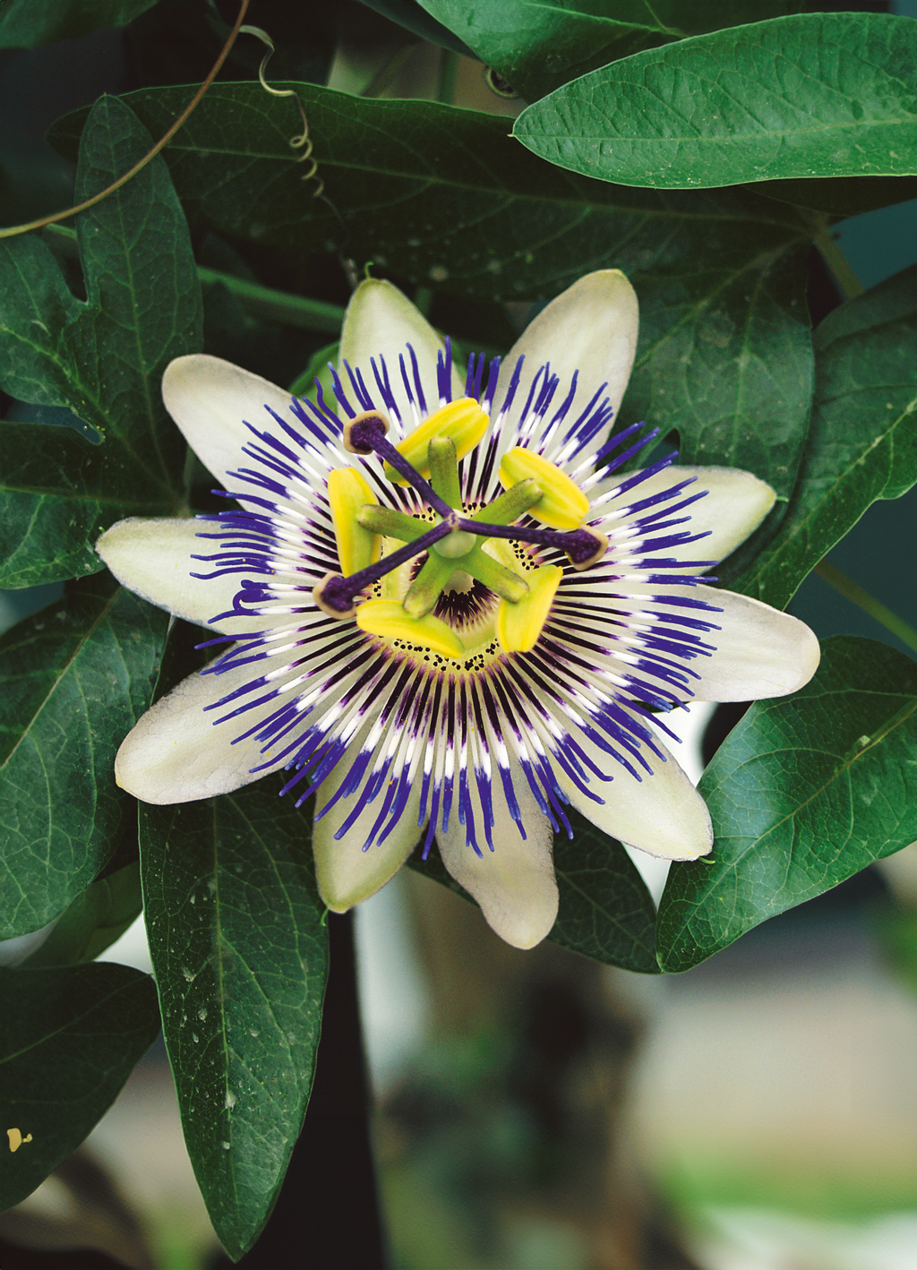 blue crown passion flower seeds Passionflower
