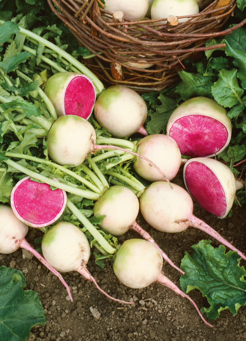 radishです。 cropRADI2301Radish_Watermelon.