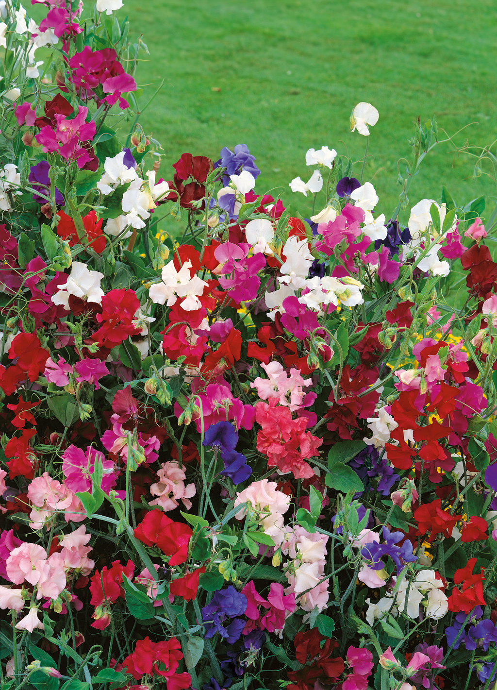 Sweet clearance pea newfoundlands