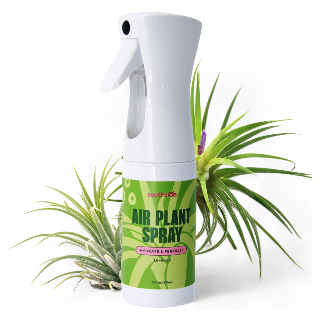best fertilizer for air plants Air Plant Fertilizer