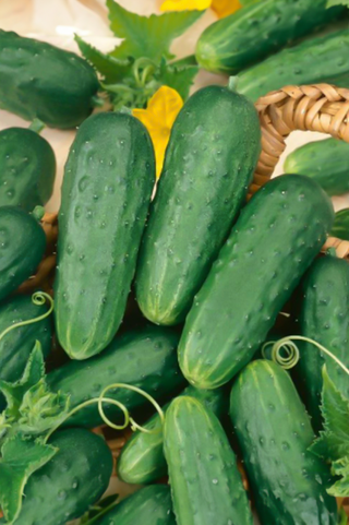 Cucumber | Homemade Pickles ORGANIC