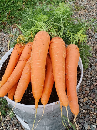 Carrot | Sweetness Pelleted Long