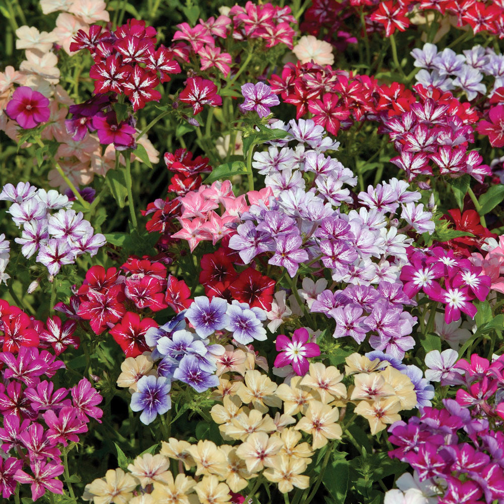 Phlox | Drummondi Mix – The Seed Company by E.W. Gaze