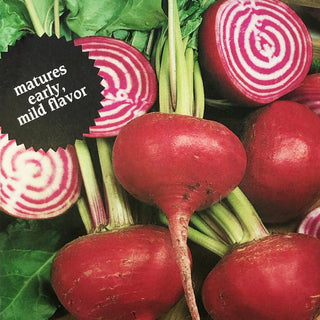 Beet | Chioggia Candy Cane