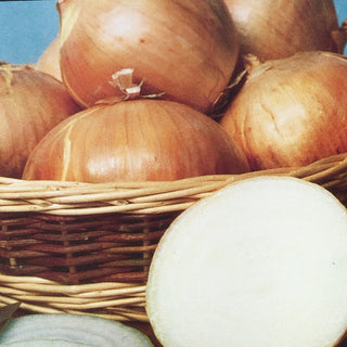 Onion | Walla Walla Sweet