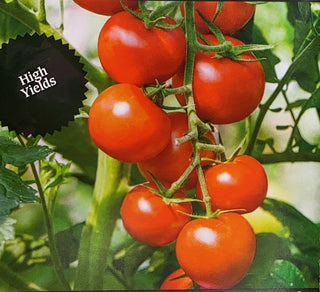 Tomato | Moneymaker (Vine)