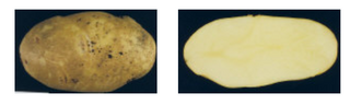 Seed Potatoes "GOLD RUSH RUSSET" (Yellow) 10lb Bag