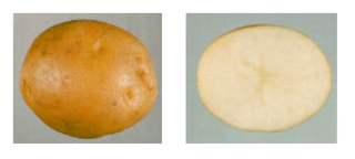 Seed Potatoes "KENNEBEC" (White) 10lb Bag
