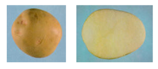 Seed Potatoes "YUKON GOLD" (Yellow) 10lb Bag