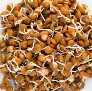 Crimson Lentils Sprouting Seeds
