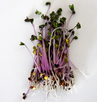 Red Cabbage Sprouting Seeds