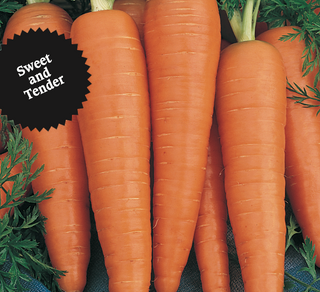 Carrot | Danver Half Long