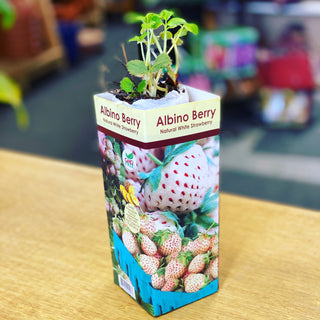 Strawberry | Albino | Bare Root  | 5 pk